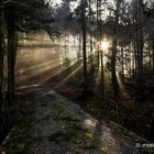 Waldweg