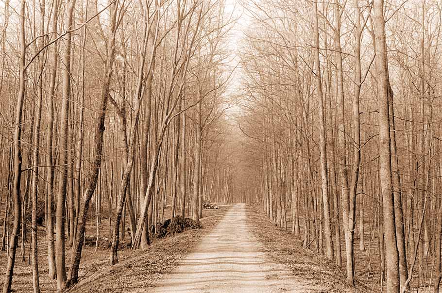 Waldweg