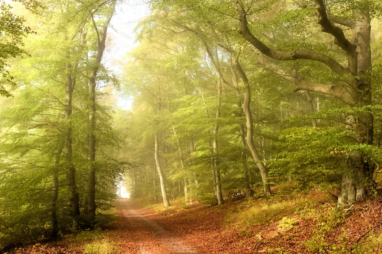 Waldweg