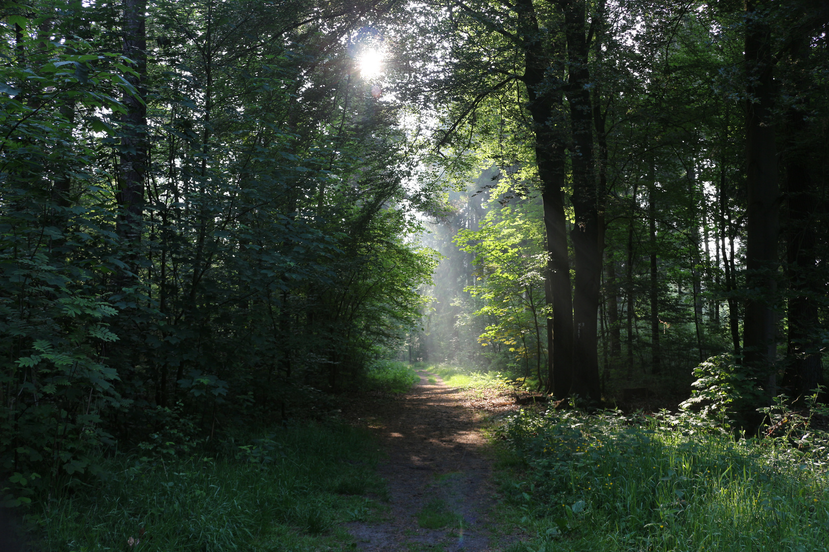 Waldweg