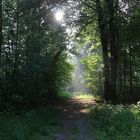 Waldweg