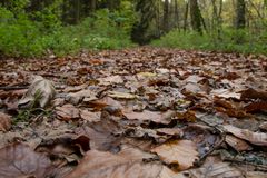 Waldweg