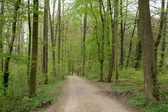 Waldweg