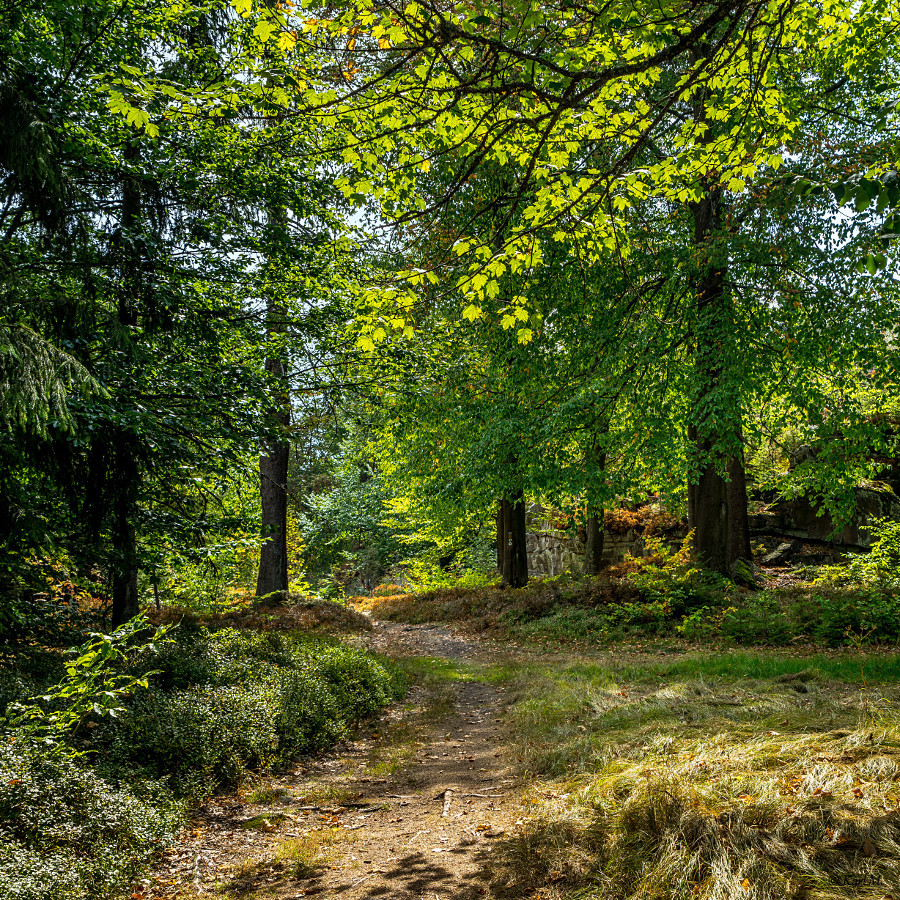 Waldweg