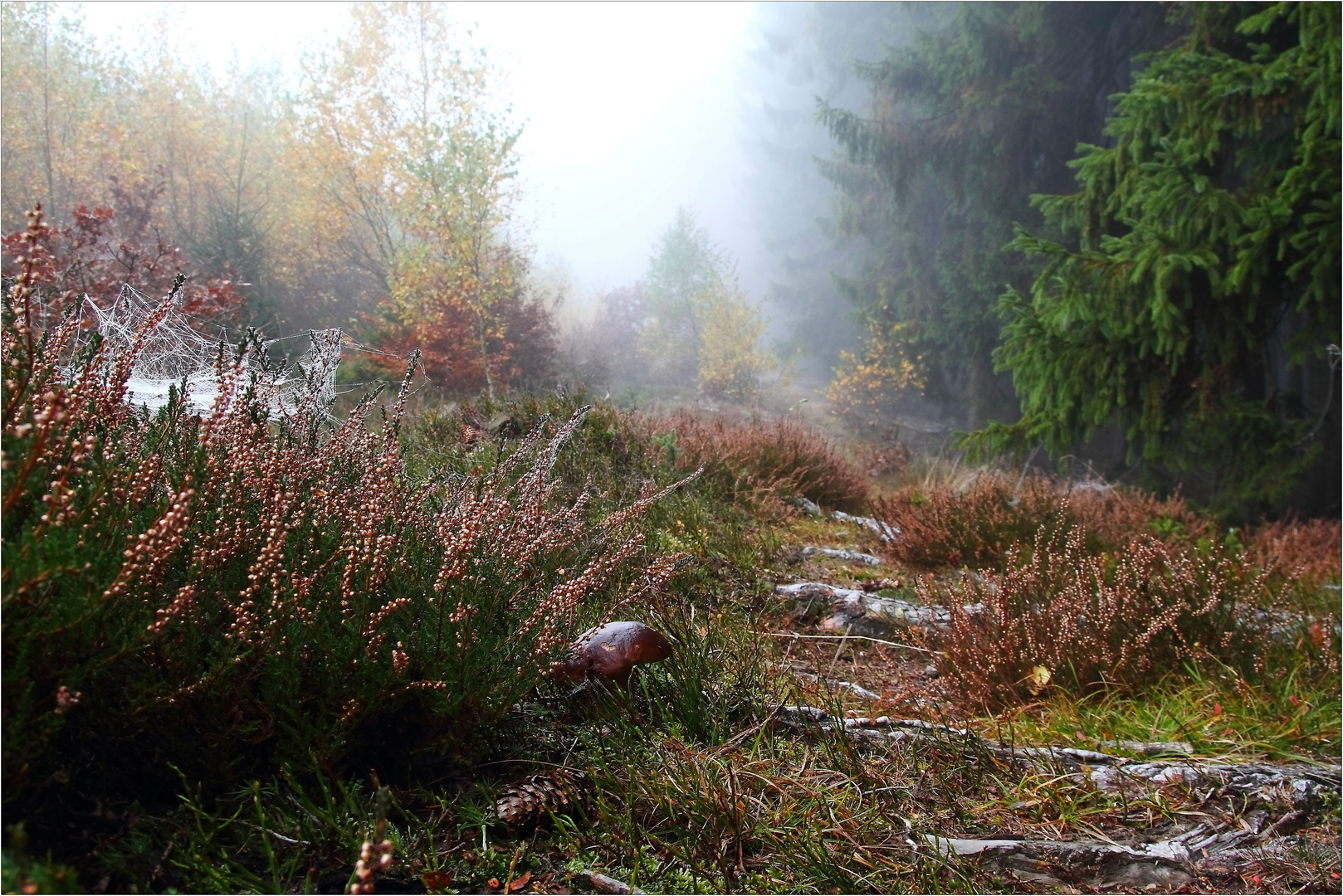 Waldweg