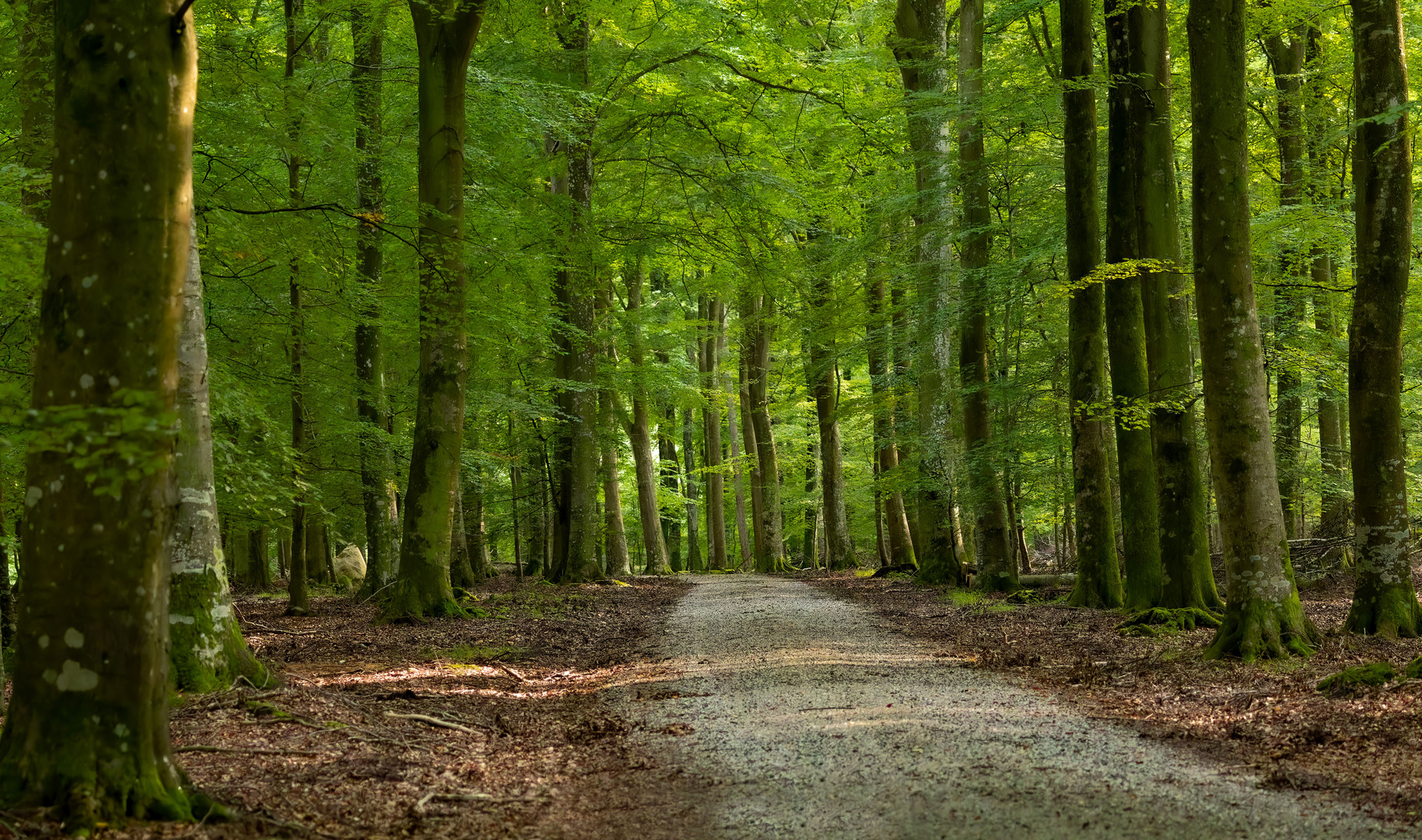 Waldweg