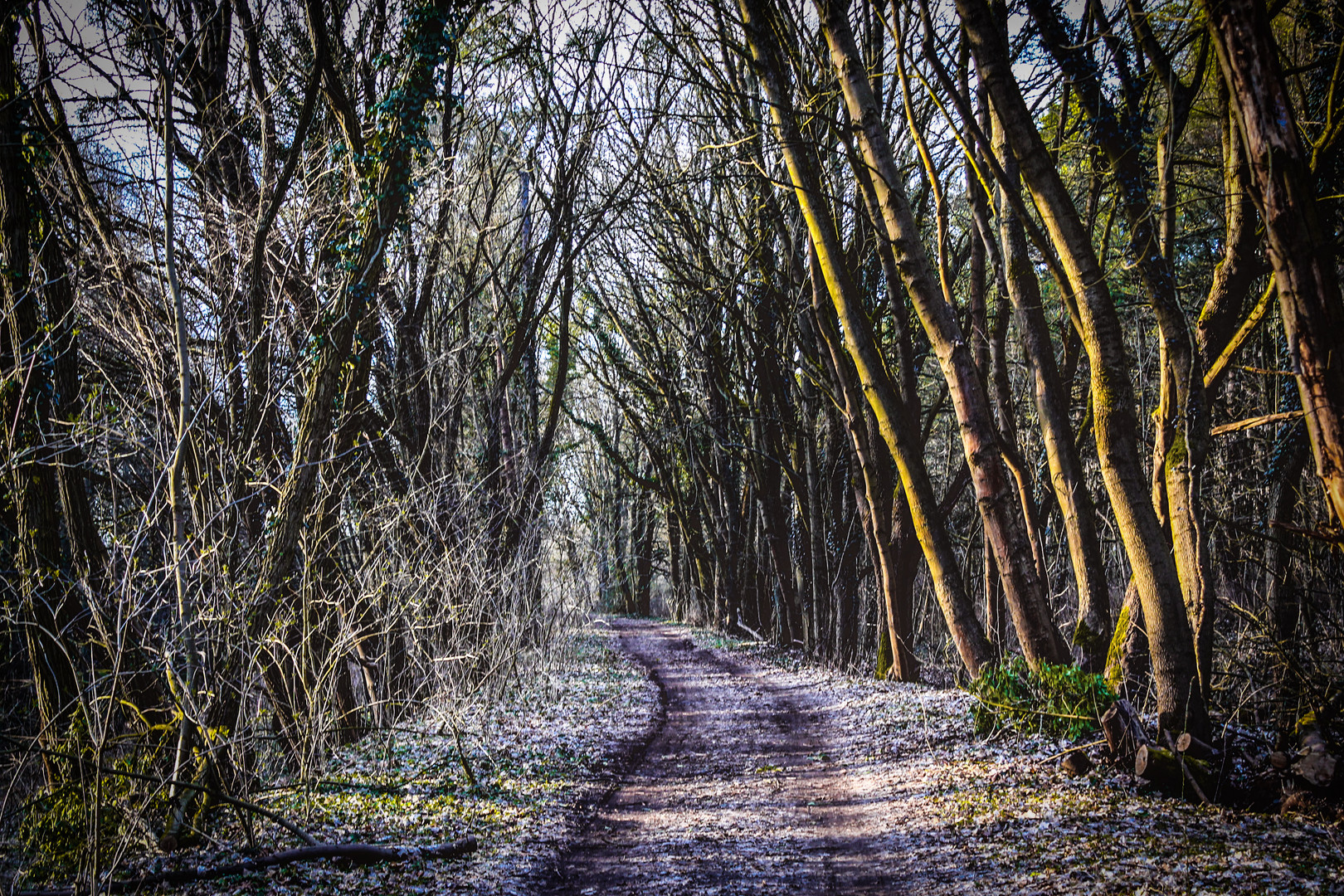 Waldweg