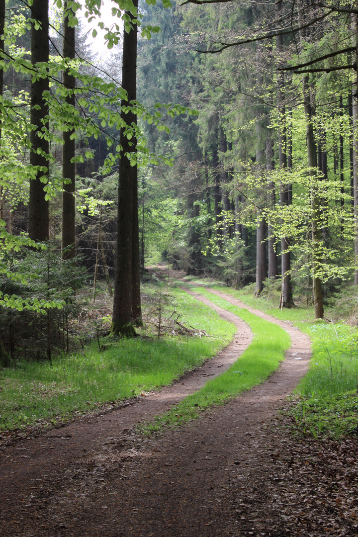 Waldweg