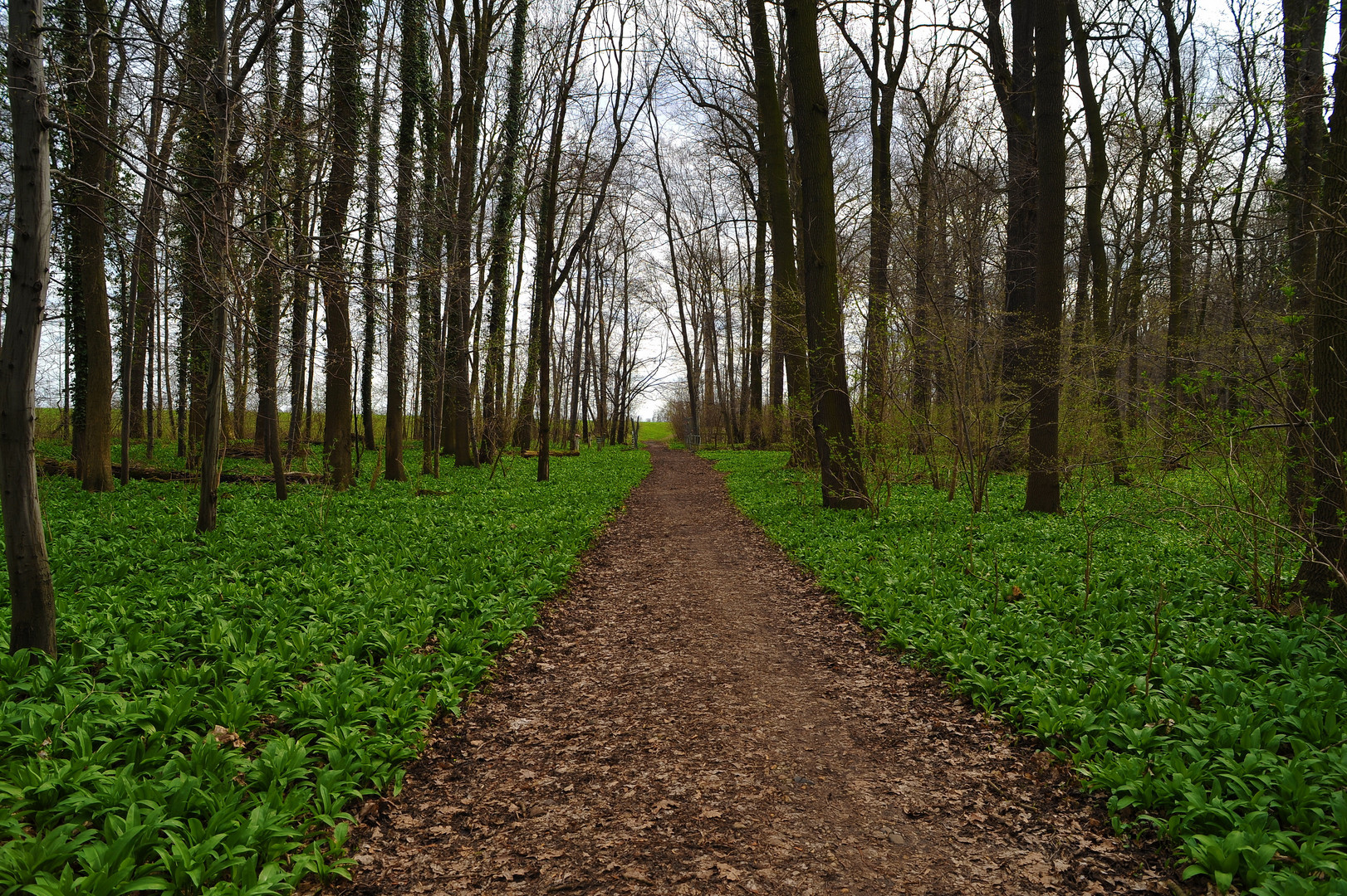 Waldweg