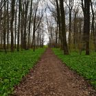 Waldweg