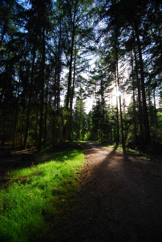 Waldweg 29.04.07