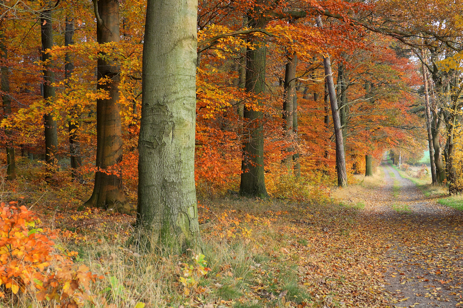 Waldweg