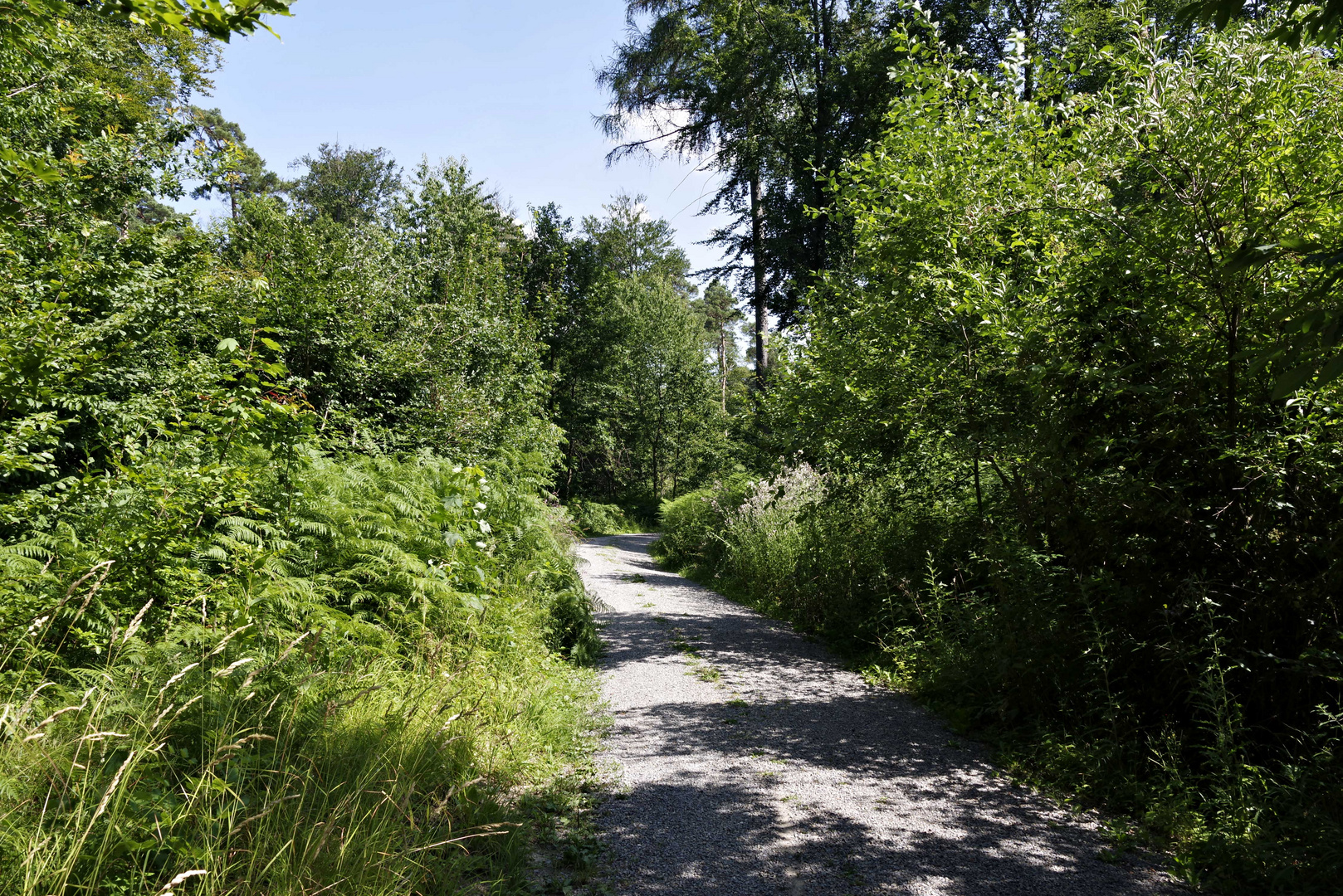 ...Waldweg