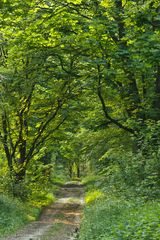 Waldweg