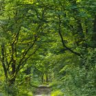 Waldweg