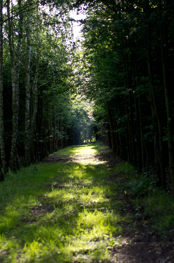 Waldweg