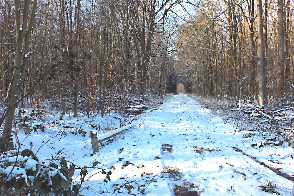 Waldweg