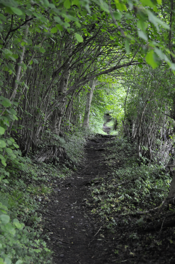 Waldweg