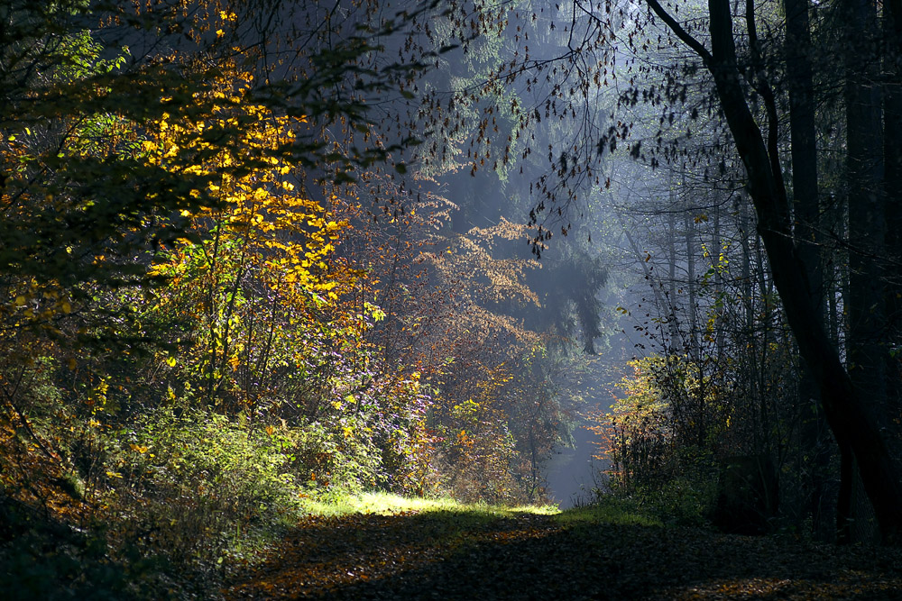 Waldweg