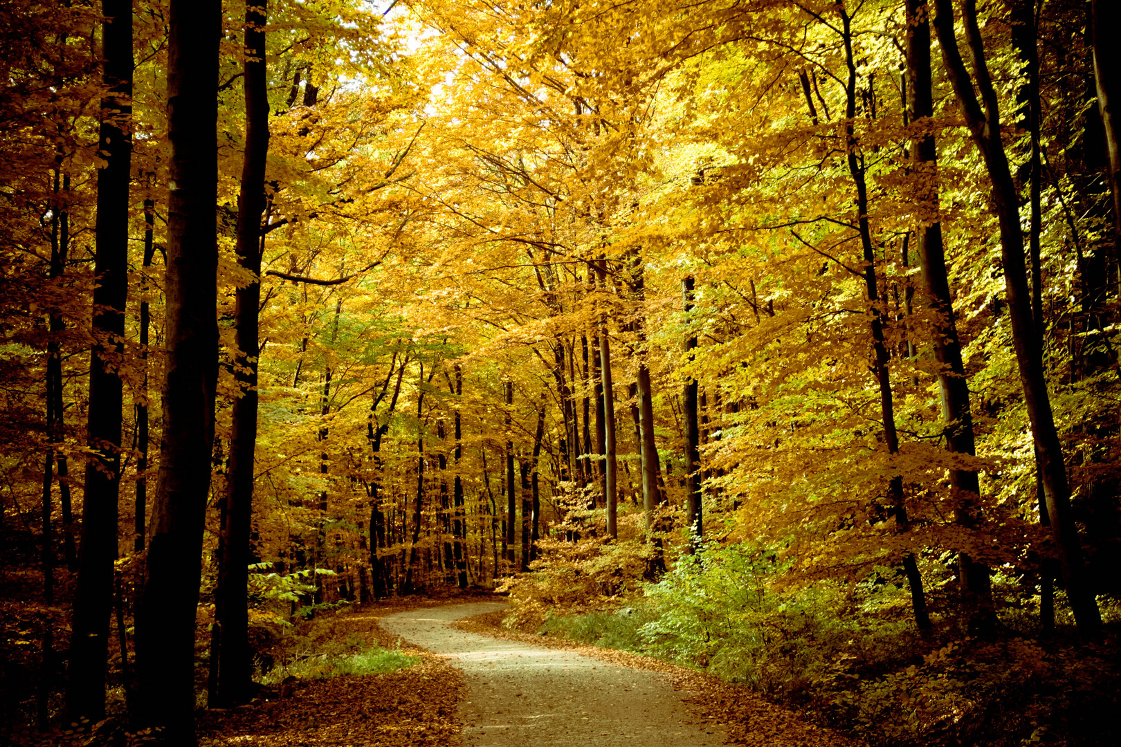 Waldweg