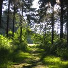 Waldweg