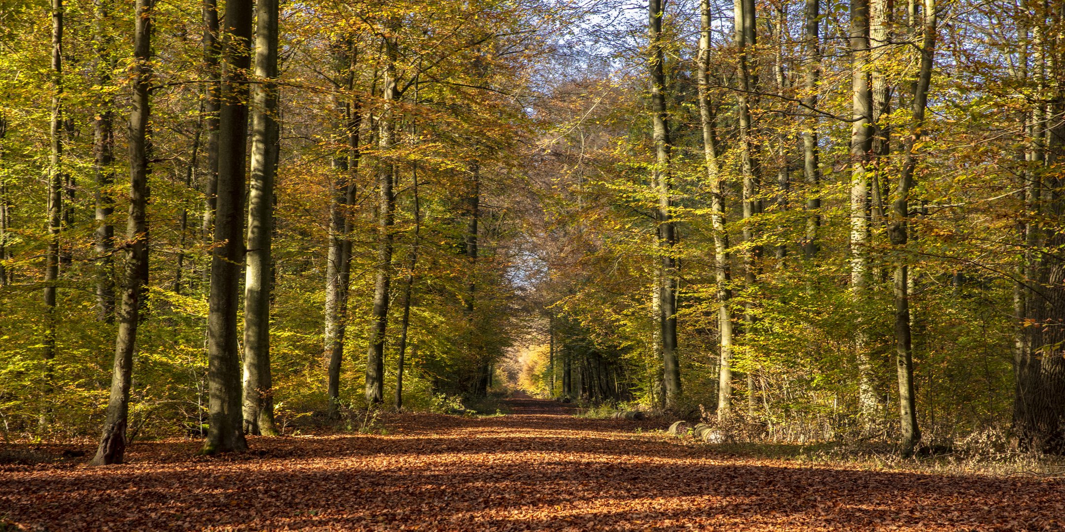 Waldweg - 30101901