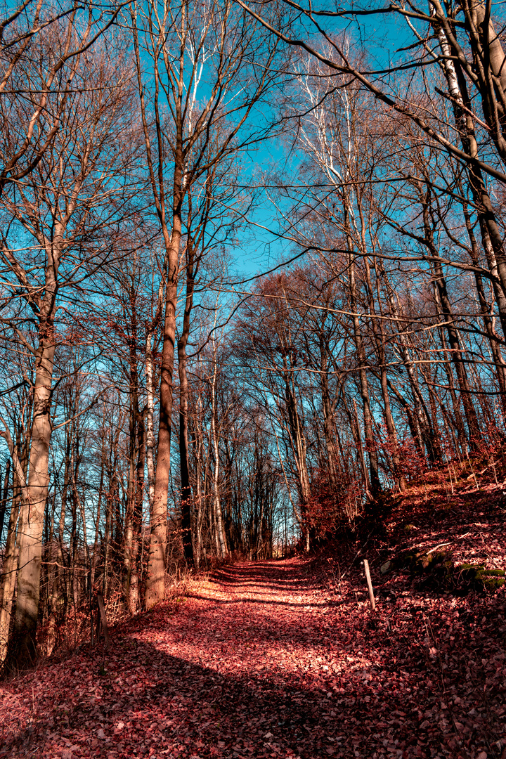 Waldweg