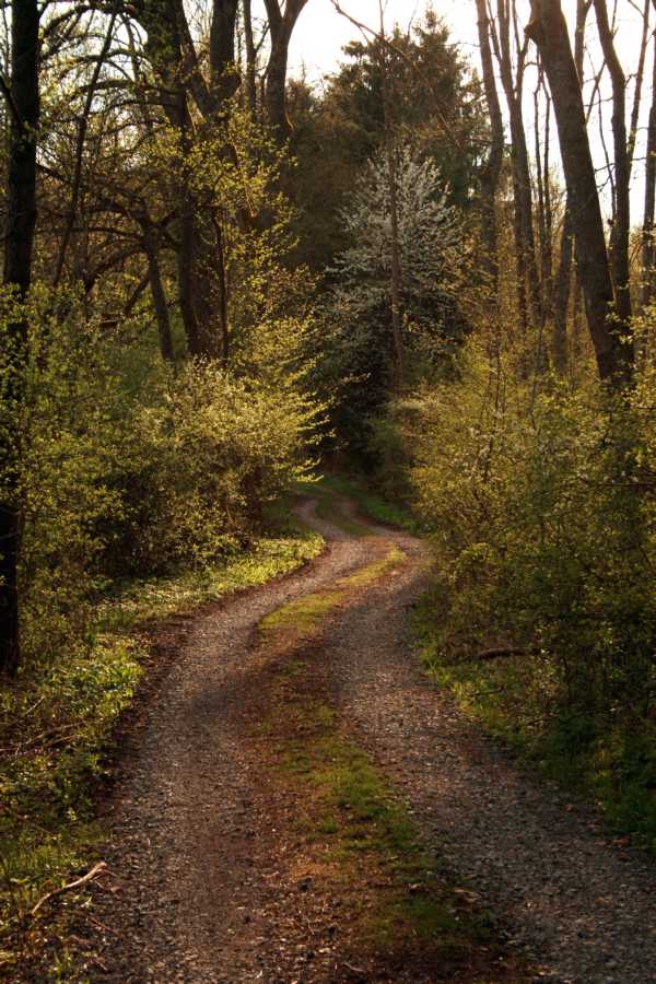 Waldweg