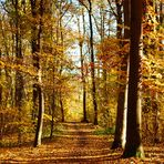 waldweg