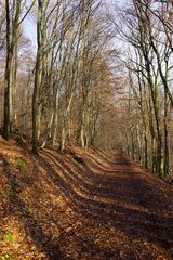 Waldweg