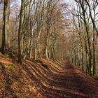 Waldweg