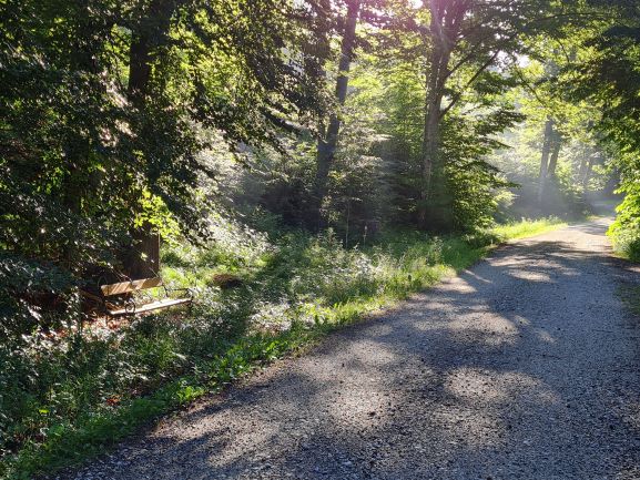 Waldweg