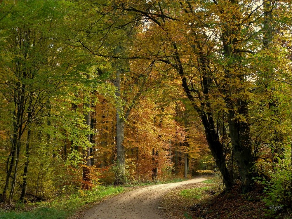 Waldweg