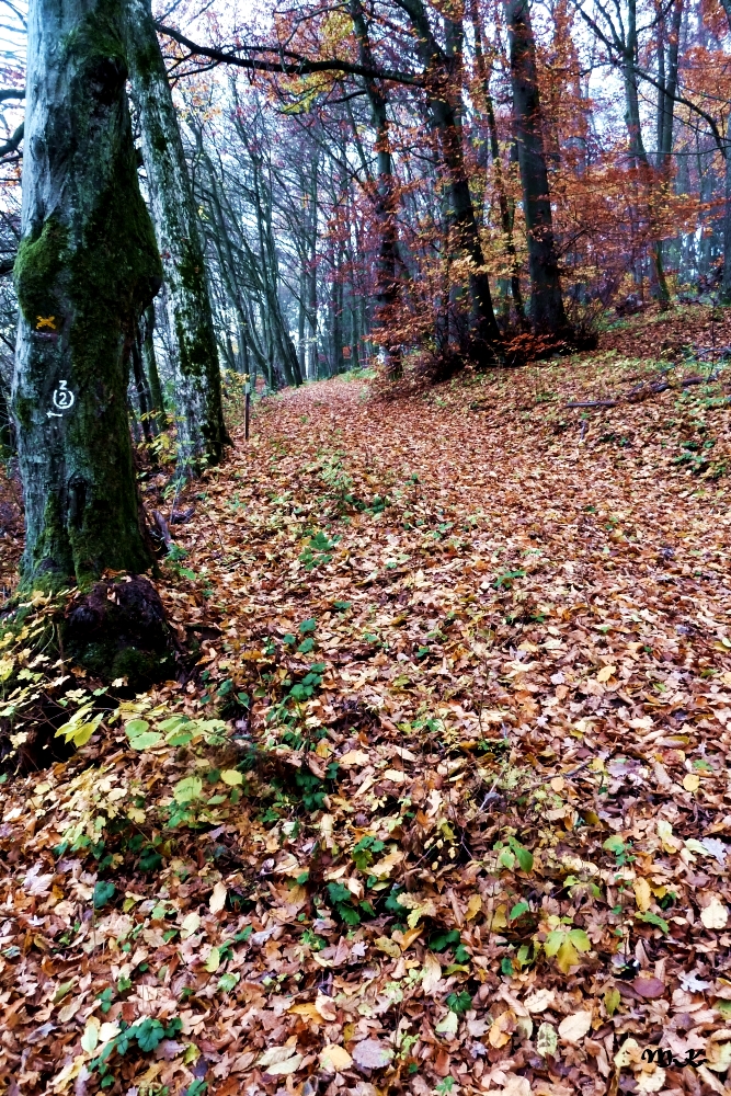 Waldweg