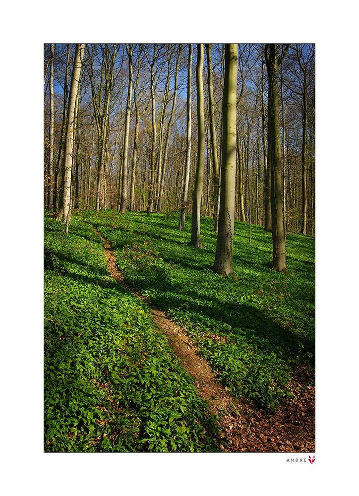 WALDWEG