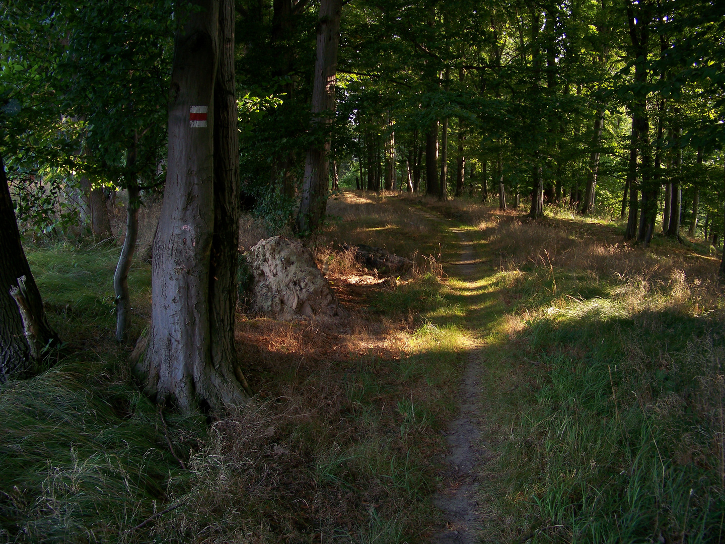 Waldweg