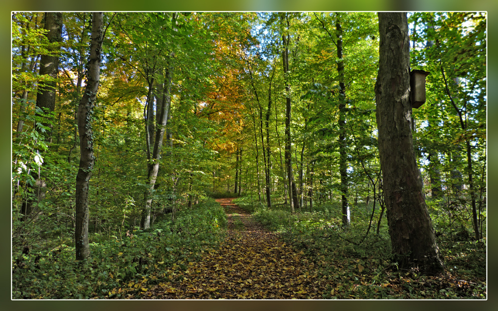 Waldweg