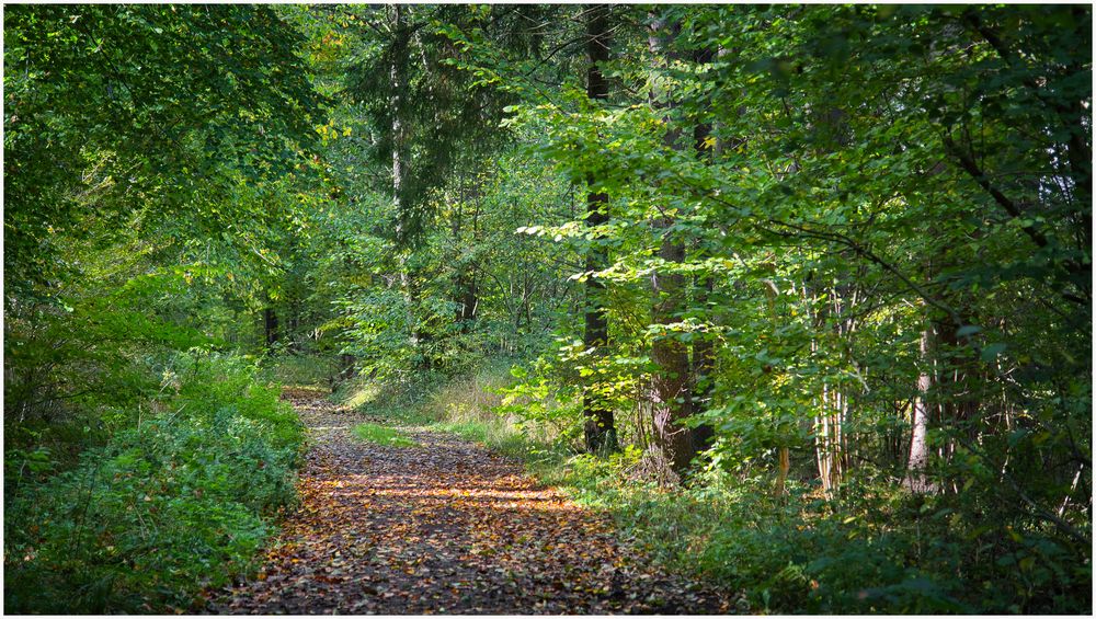 Waldweg