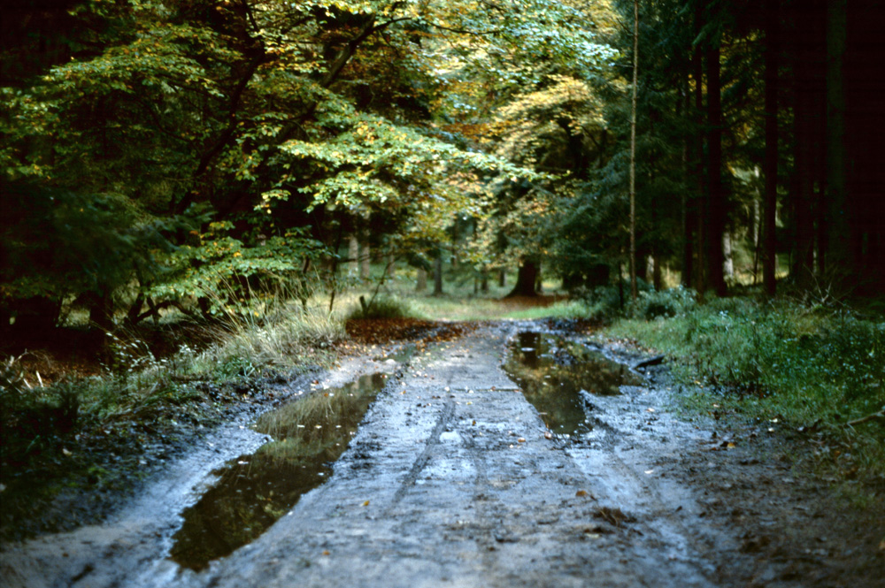 Waldweg