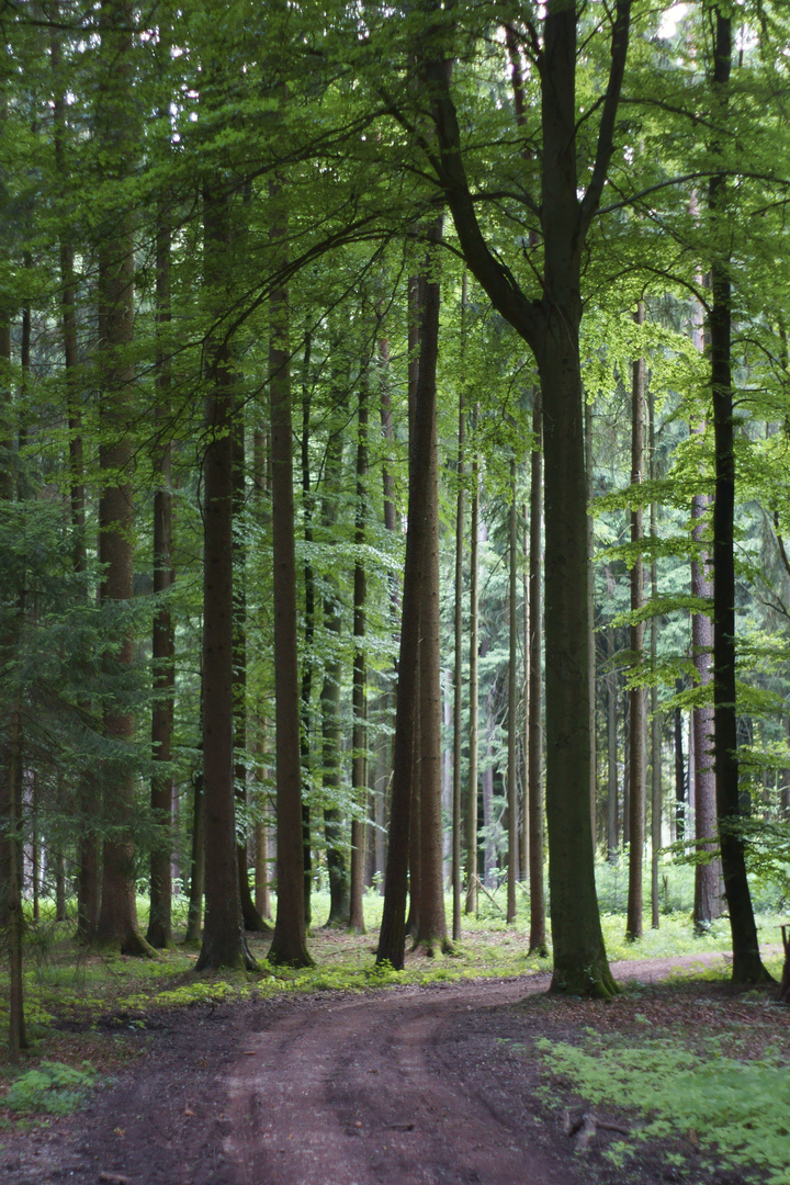 "Waldweg"