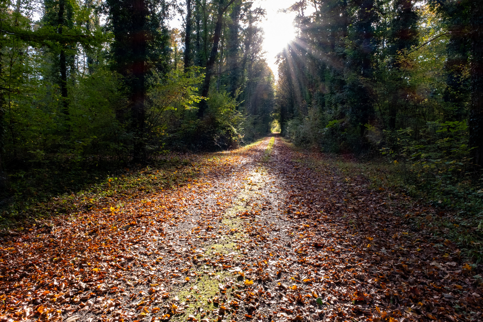 Waldweg Foto & Bild natur Bilder auf