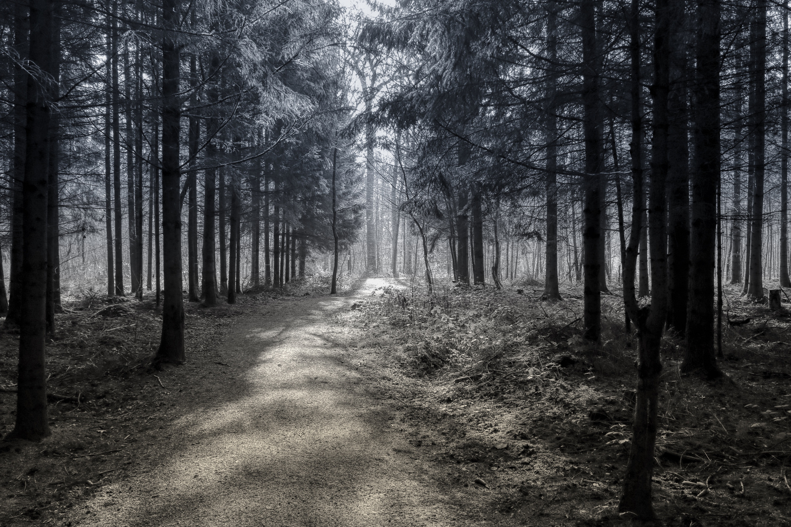 Waldweg Foto & Bild landschaft, lebensräume, wald Bilder auf