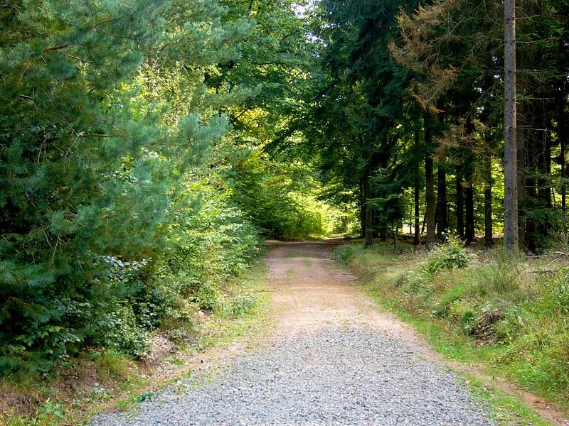 Waldweg