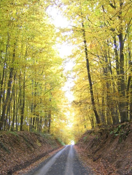 Waldweg