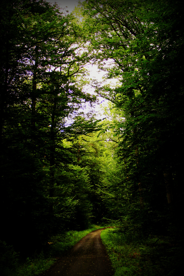 Waldweg