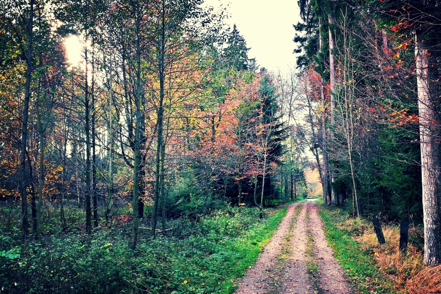 Waldweg