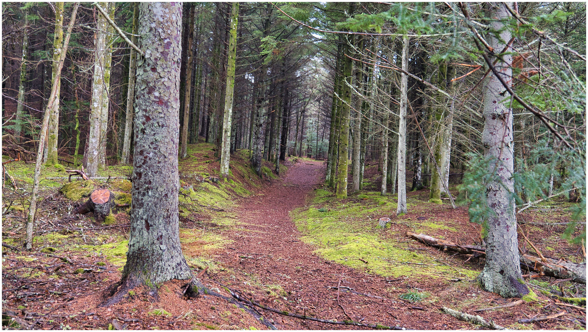 Waldweg