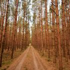 Waldweg