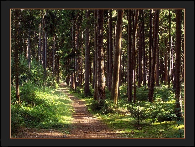 Waldweg