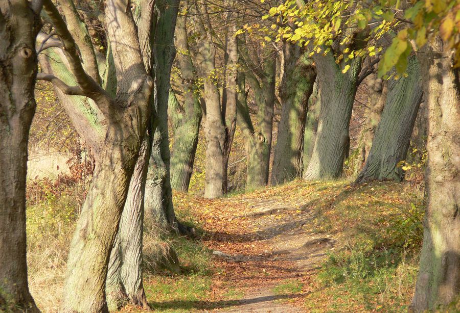 Waldweg